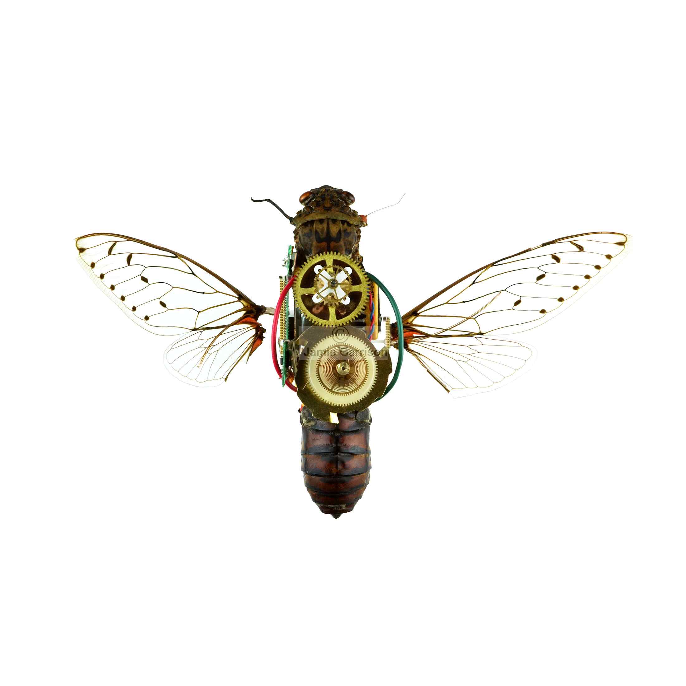 Flying cicada sculpture